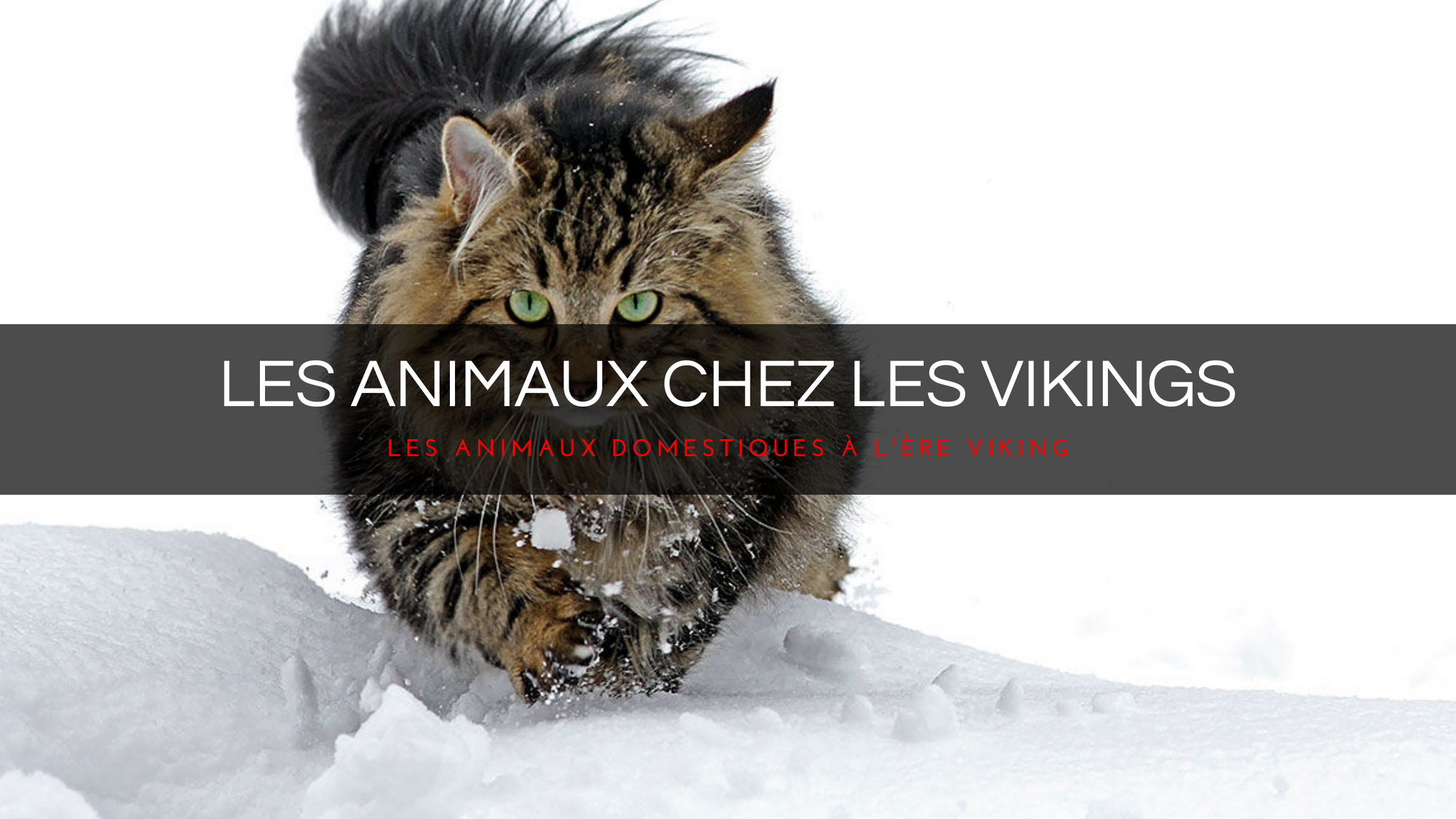 Les animaux domestiques à l'ère viking